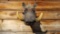 Shoulder Mount African Warthog BIG Reproduction Tusks
