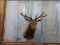 5x5 Elk Shoulder Mount Removable Right Antler Nice Mount