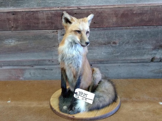 Nice Full Body Mount Red Fox Sitting Pose 24" tall X 18" wide