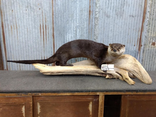 Big Full Body Mount Otter On Driftwood Base New Mount