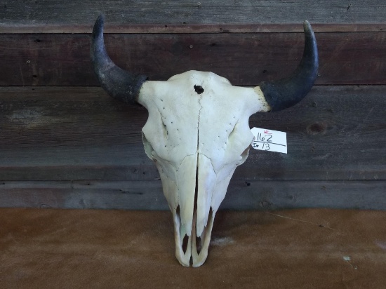 Large Herd Bull Buffalo Skull Professionally Cleaned & Whitened 23" Horn Spread