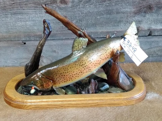 23" Brown Trout Real Skin Mount On Habitat Table Top Base Nice