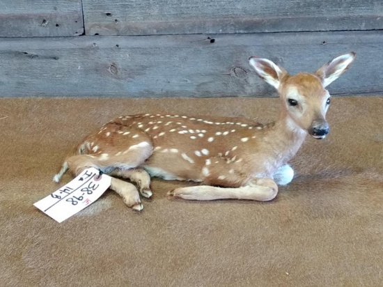 Whitetail Fawn Laying Down Pose Game Farm Specimen 21" long X 9" tall