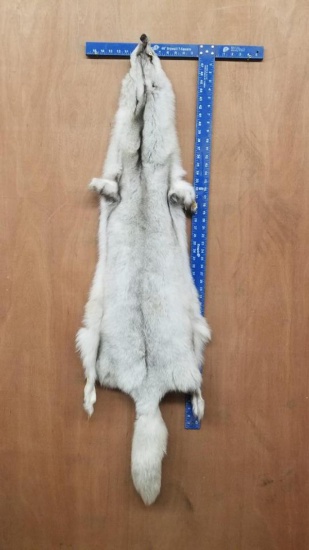 tanned ranch blue fox hide. about 60 inches long. fully winter prime