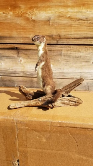 Brand new brown weasel or ermine.