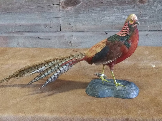 Full Body Mount Golden Pheasant overall dimensions 15" tall X 28" long