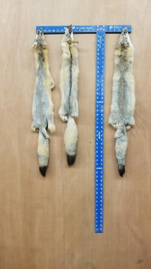 3 tanned swift fox pelts. They are about 32, 34, and 35 inches long.