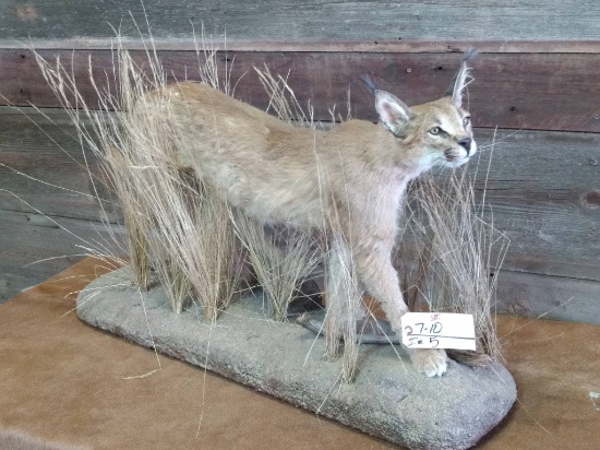 Full Body Mount African Caracal Cat overall dimensions 24" Tall X 38" long X 11" wide