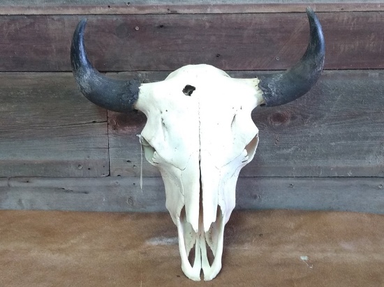 Large Herd Bull Buffalo Skull Professionally Cleaned & Whitened 24" Horn Spread