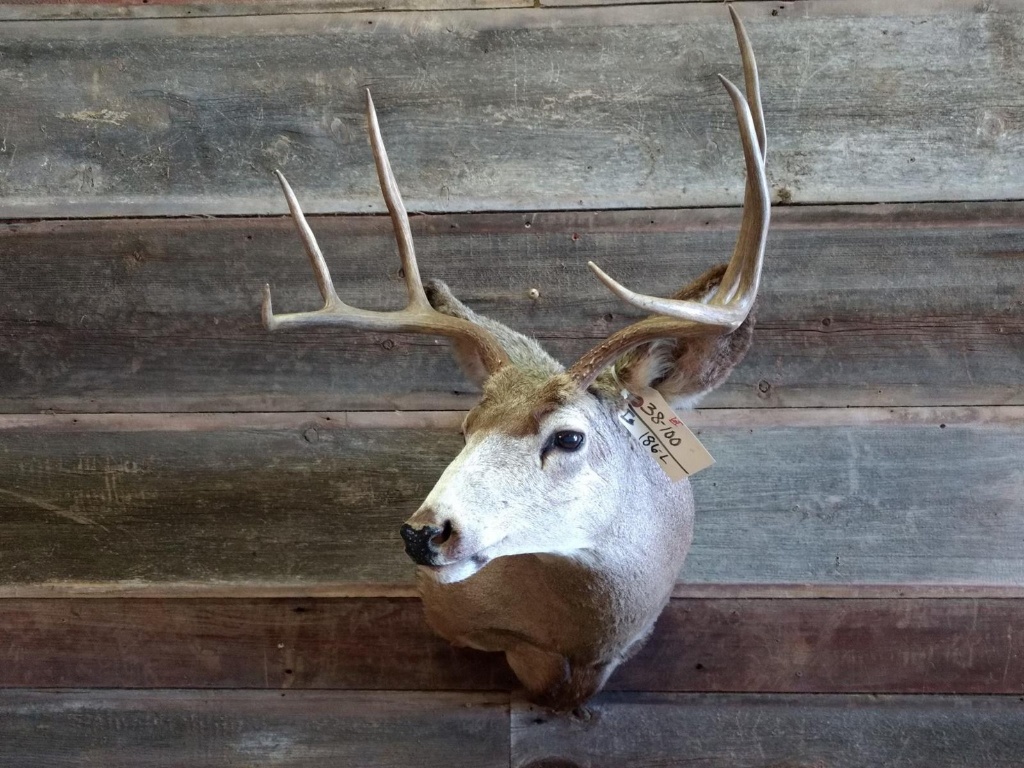 3x3 Mule Deer Shoulder Mount Slight Left Turned Pose Estate Personal Property Sporting Goods Outdoor Sports Taxidermy Online Auctions Proxibid