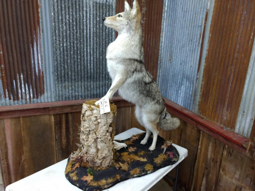 Full Body Mount Coyote On Light Weight Habitat Base Nice Clean Mount | Art,  Antiques & Collectibles Collectibles Taxidermy | Online Auctions | Proxibid