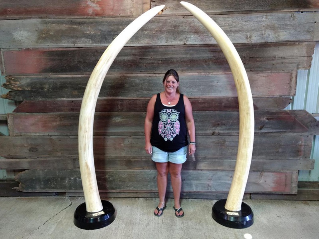 Pair Of Reproduction Elephant Tusks Professionally Mounted On Nice Bases Estate Personal Property Sporting Goods Outdoor Sports Taxidermy Auctions Online Proxibid