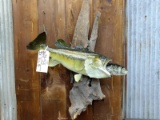 Big Fish Eating A Little Fish Real Skin Mount Largemouth Bass On Driftwood