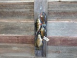 Stringer Fish Mount 2 Bluegill Crappie & Perch 41