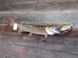 Big Fish Eating A Little Fish Muskie & Perch Real Skin Mount