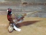 Standing Ringneck Pheasant Mount overall dimensions 14