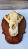 Big Brown Bear Skull measures 16 7/8 by 10 1/8