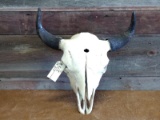 Large Herd Bull Buffalo Skull 23