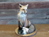 Nice Full Body Mount Red Fox Sitting Pose 24