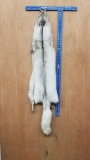 tanned ranch blue fox hide about 57 inches long fully winter prime