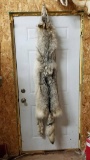 Fresh tan complete mountable timber Wolf Pelt about 75 inches long.