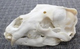 This is very nice new Boone and Crockett black bear skull measuring 21 1/2 inches.