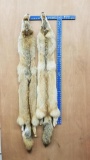 Two tanned case skinned strawberry red Coyote Furs