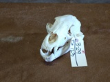 Black Bear Skull Professionally Cleaned Whitened