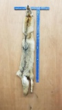 Tanned Coyote Fur with all the feet incredibly soft fur about 60 inches