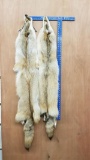 Two tanned Strawberry Red Coyote Furs about 60 and 64 inches long