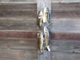 2 Largemouth Bass & 2 Walleye Real Skin Mount On Stringer Nice Mount