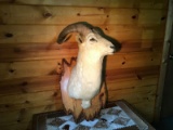 Dall Sheep Shoulder Mount 36” high by 28” wide