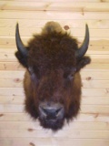 Medium to Large New Shoulder Mount Buffalo with great winter hair it is 22