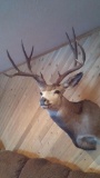 5x5 mule deer shoulder mount dark antlers good looking mount 