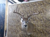 Shoulder Mount Whitetail 6x6 Nice Short Hair Cape