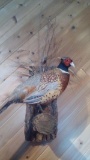 Nice Ringneck pheasant pretty color great mount On Habitat Hanging Base