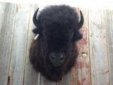 BIG Herd Bull Buffalo Shoulder Mount THICK SHAGGY Fur GREAT Mount
