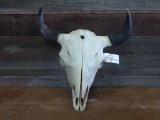 Large Herd Bull Buffalo Skull Professionally Cleaned & Whitened 23