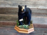 Half Body Mount Black Bear On Habitat Hanging Base