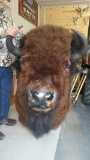 BIG Herd Bull Buffalo Like New Mount Thich Shaggy Fur 45
