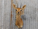 African Steenbok Shoulder Mount 15