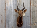 African Nyala Shoulder Mount Horns Are Removable For Easy Shipping