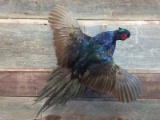 Melanistic Flying Pheasant Mount overall dimensions 28