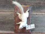  Vintage Albino Full Body Mount Squirrel 9