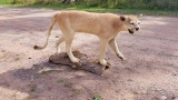 Full Body Mount Mountain Loin Walking Pose On Driftwood Base