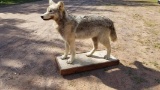 Very large full body mount wolf