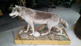 Full Body Mount Alaskan Wolf On Habitat Base