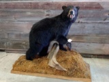 Full Body Mount Black Bear On Mossy Habitat Base Nice Clean