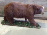 Huge FAT Brown Phase Black Bear Full Body Mount Extra Thick Fur & Big Claws