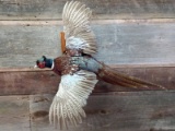 Flying Ringneck Pheasant Mount overall dimensions 26